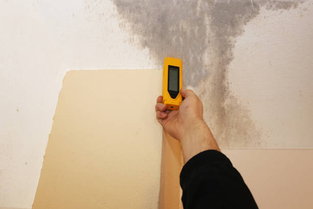 Reliable Kendale Lakes, FL Mold Removal Solutions