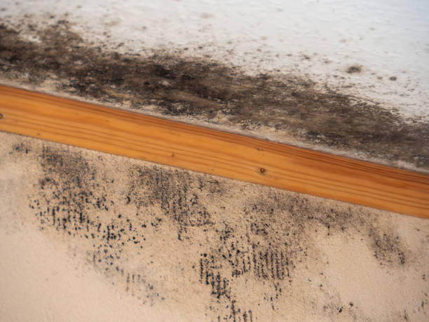 Best Forensic Mold Investigation  in Kendale Lakes, FL
