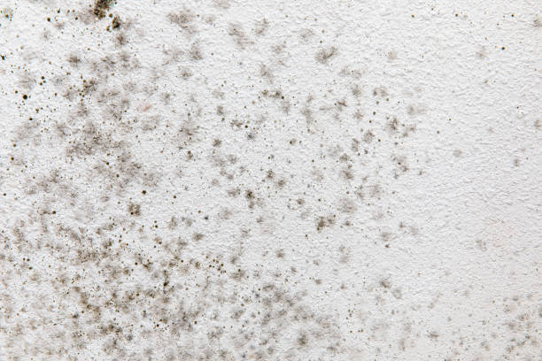 Best Attic Mold Removal  in Kendale Lakes, FL