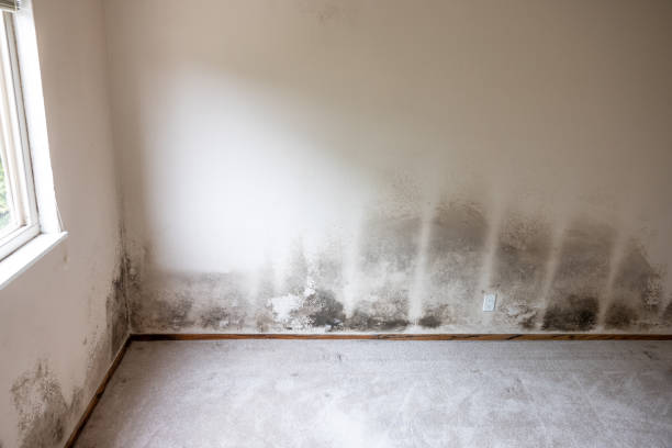 Best Basement Mold Removal  in Kendale Lakes, FL