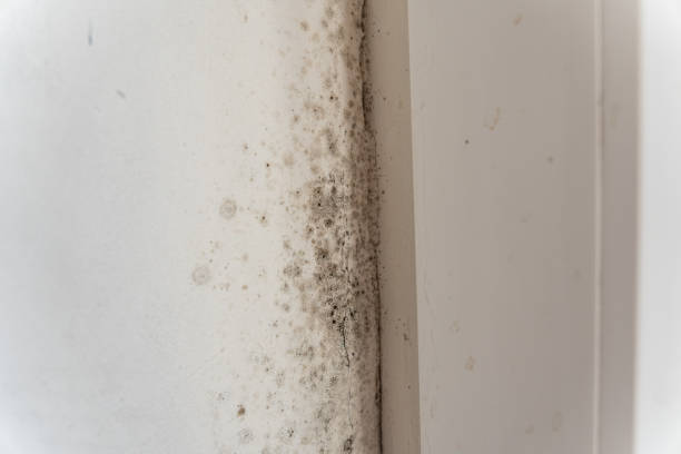 Best Mold Odor Removal Services  in Kendale Lakes, FL