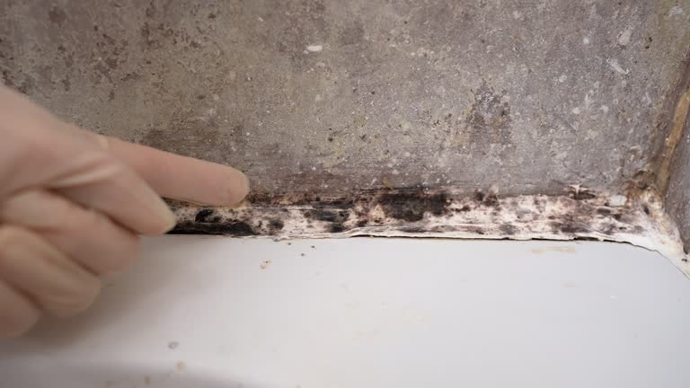 Best Crawl Space Mold Remediation  in Kendale Lakes, FL